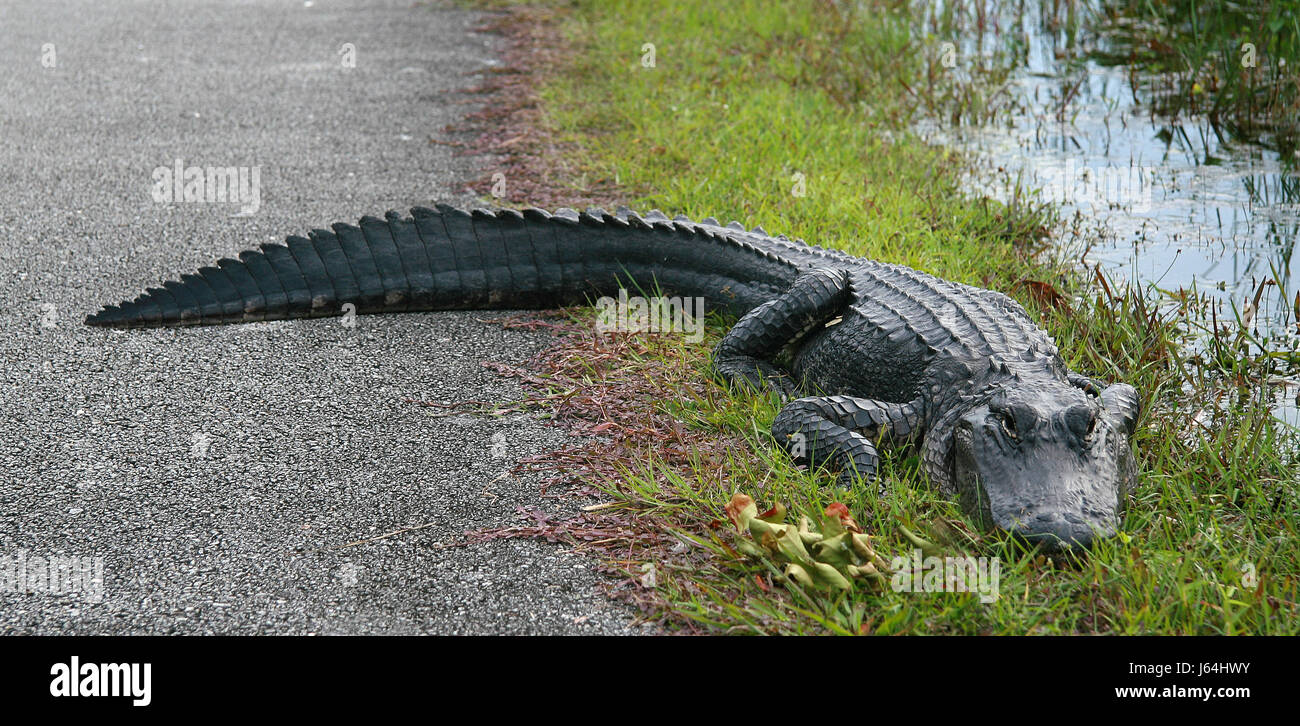 Plante alligator vigilante saurien usa mentir mentir se trouve l'Amérique animal boîtes d'asphalte Banque D'Images