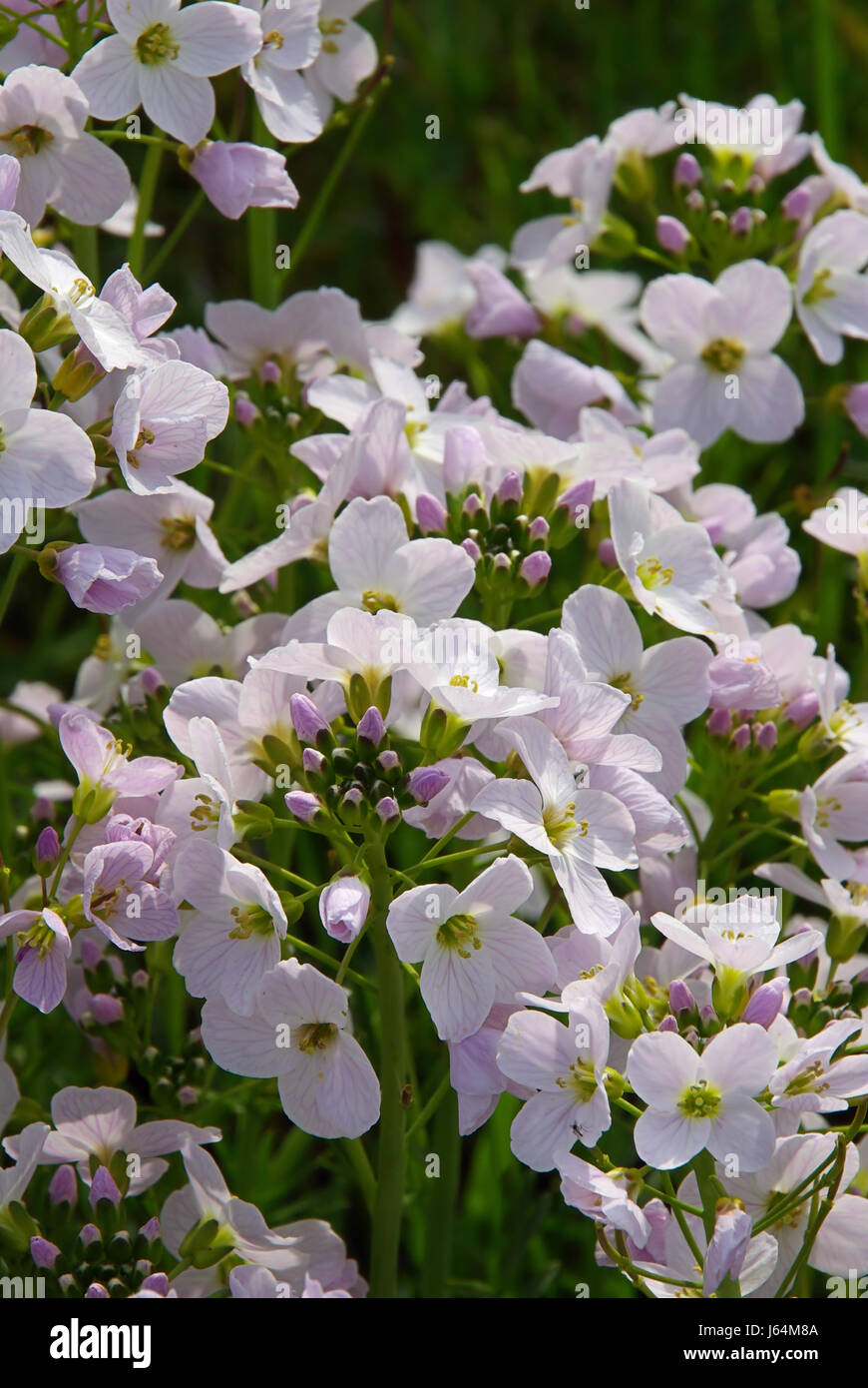 Fleur plante meadows cresson amer prairie fleur plante fleur vert Banque D'Images