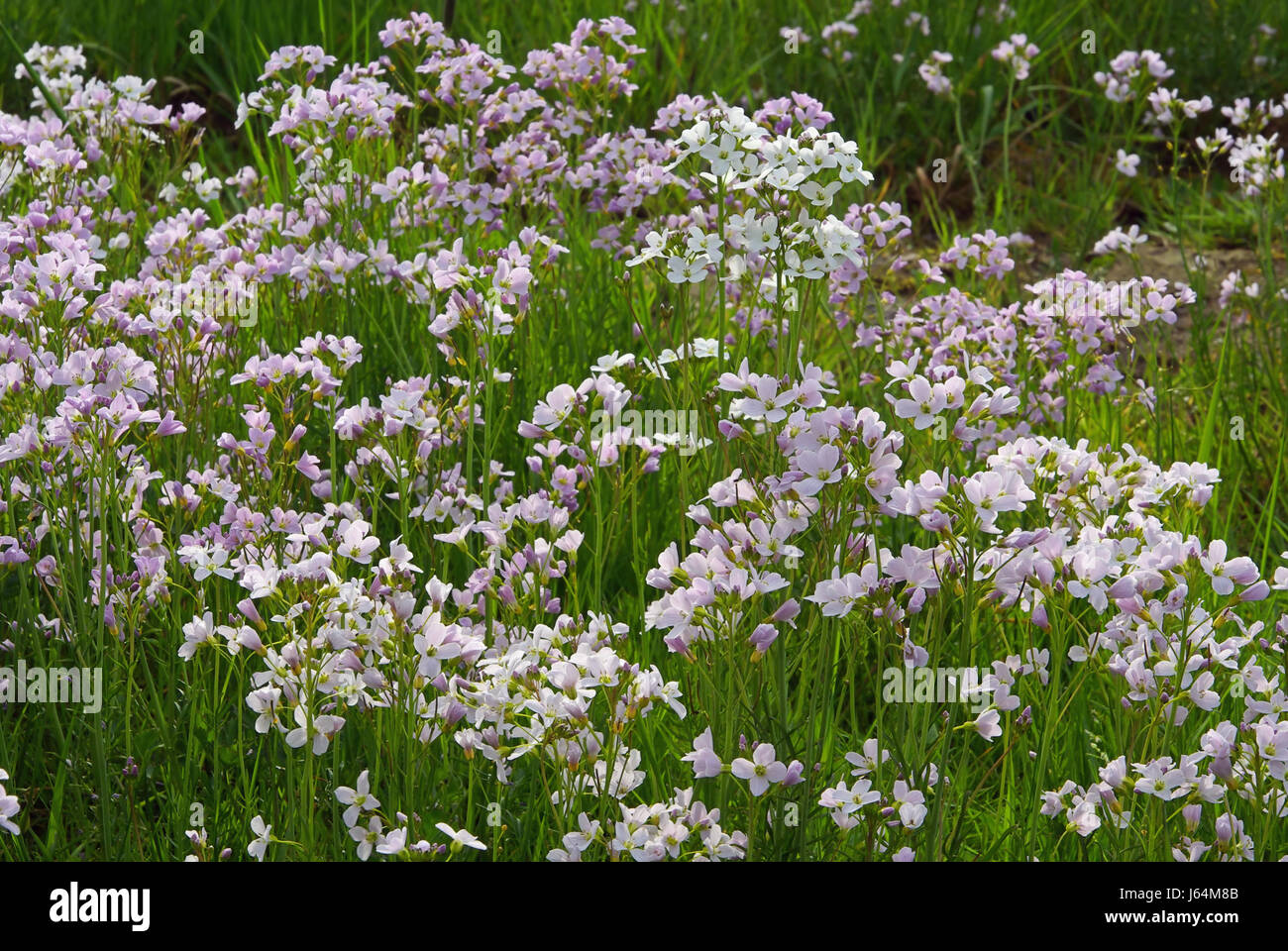 Fleur plante meadows cresson amer prairie fleur plante fleur vert Banque D'Images