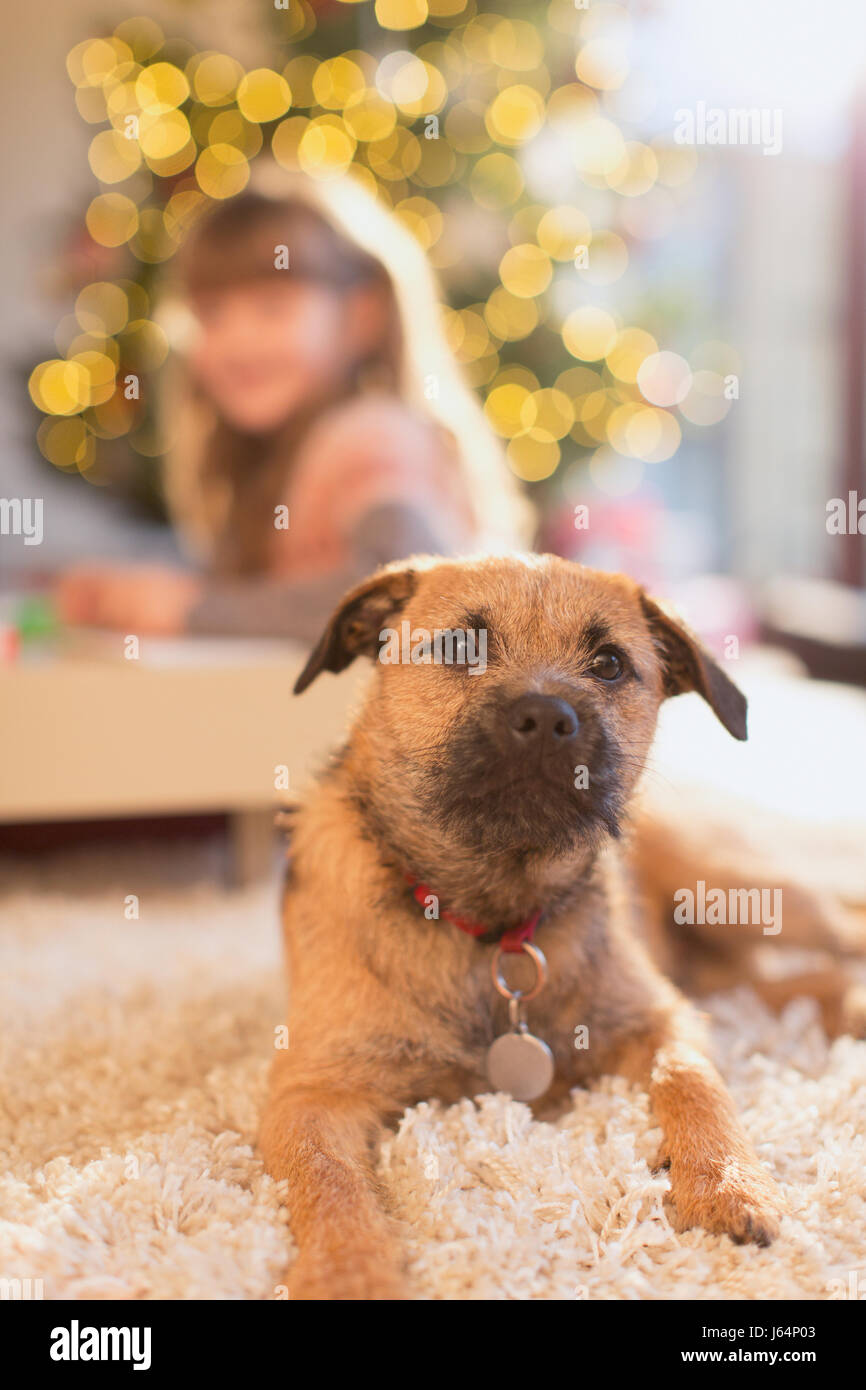Portrait mignon chien portant sur un tapis dans la salle de séjour Banque D'Images