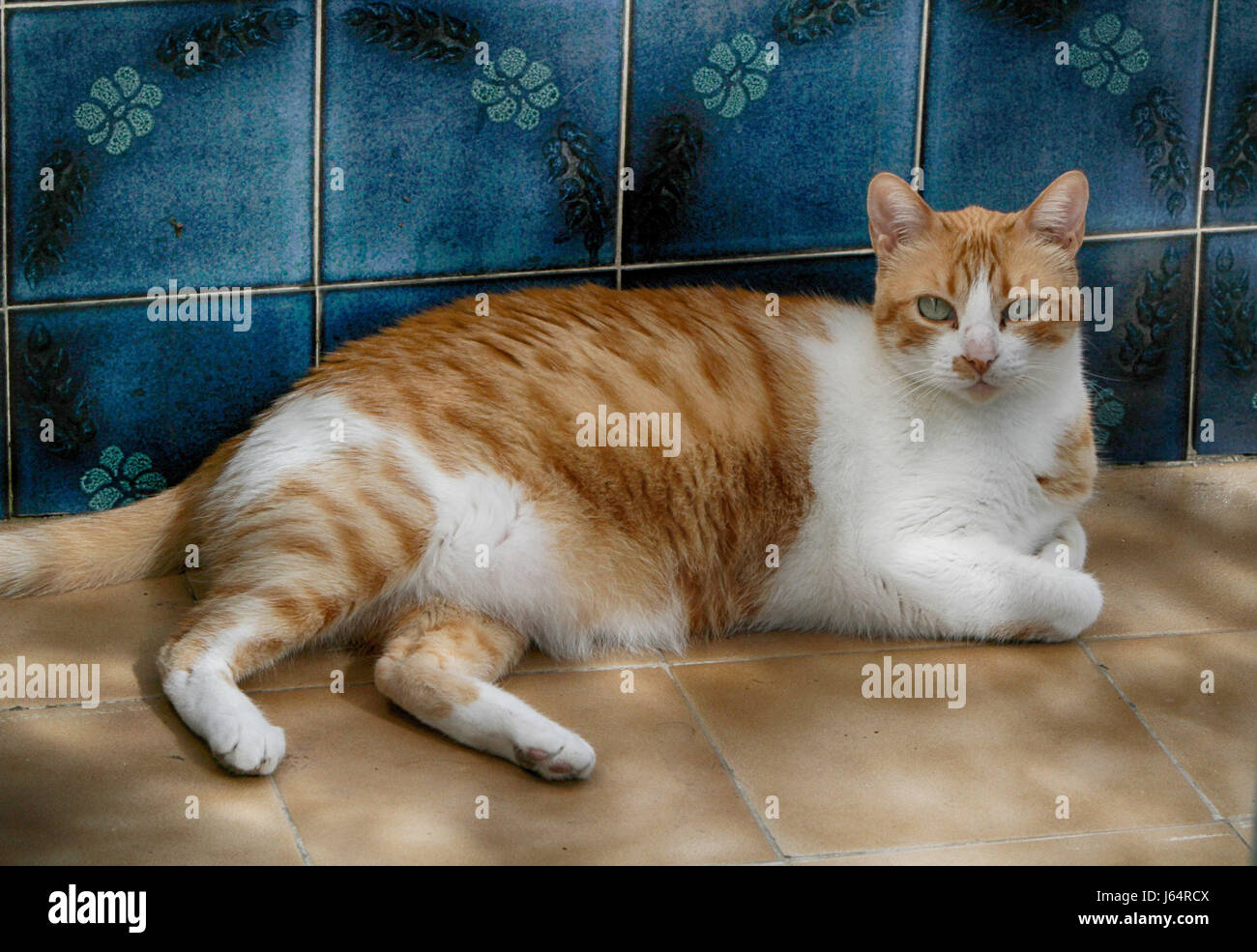 Le gingembre et le chat blanc carreaux Beige sur détendue, avec fond tuiles bleues Banque D'Images