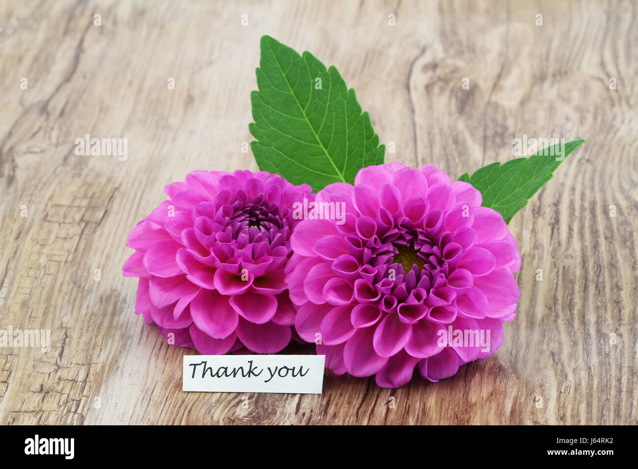 Carte de remerciement avec deux fleurs dahlia rose sur la surface en bois Banque D'Images