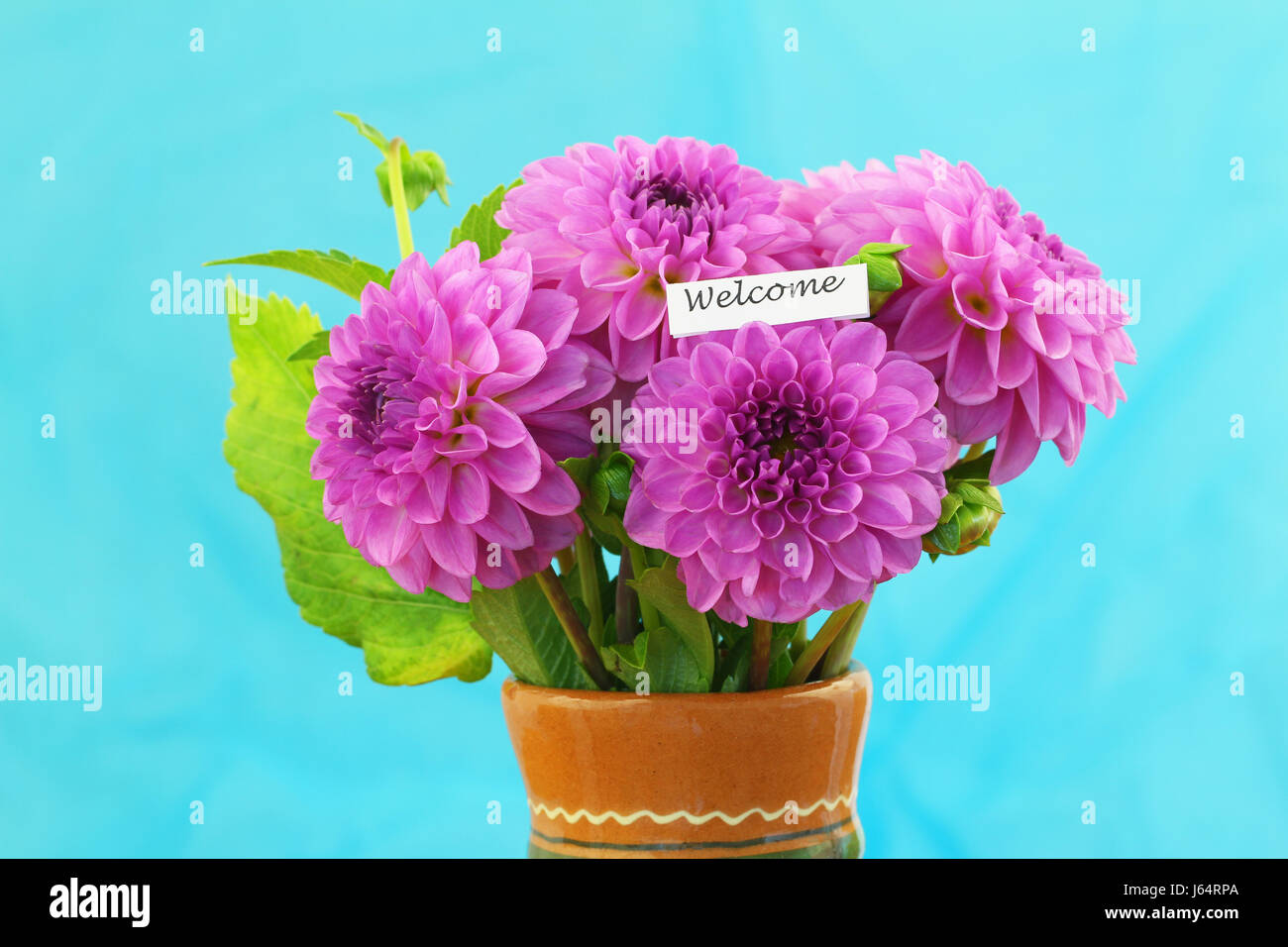 Carte de bienvenue avec dahlia rose bouquet avec fond bleu vif Banque D'Images