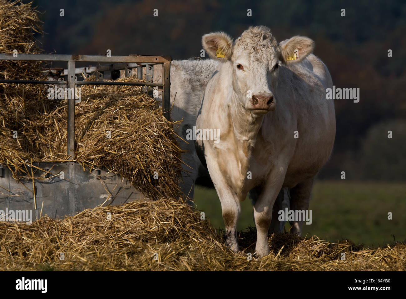 L'agriculture de l'agriculture bovine Vache ruminant bovins des animaux ...