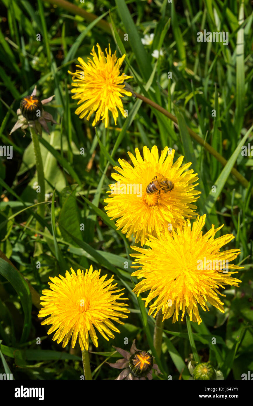 Abeille ouvrière venant butiner fleurs jaunes. Domaine de l'énoncé des travaux de chardons à jour ensoleillé Banque D'Images