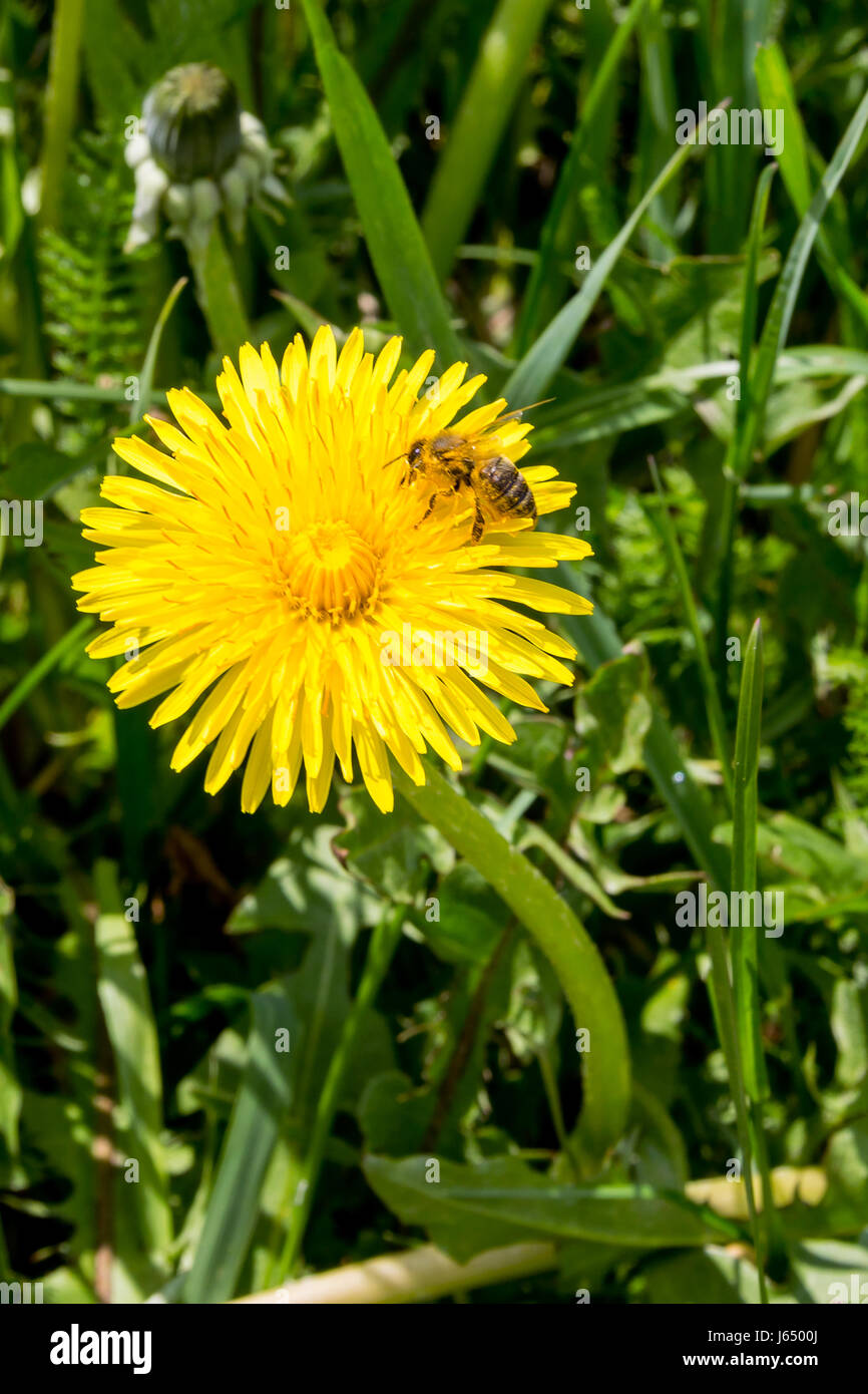 Ouvrière à fleur jaune unique à butiner journée ensoleillée Banque D'Images