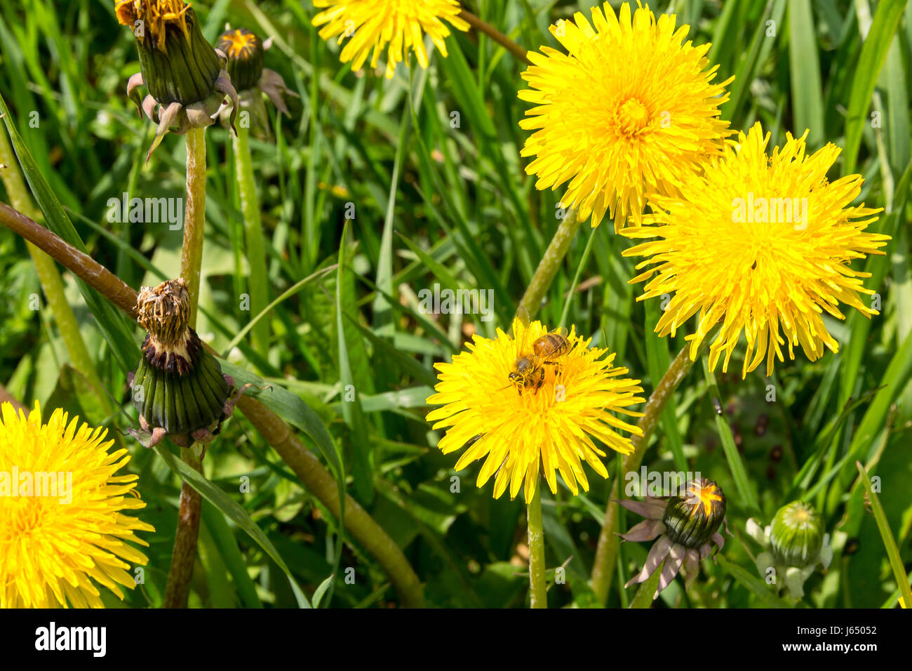 Ouvrière à butiner champ rempli de fleurs jaune - semer des chardons Banque D'Images