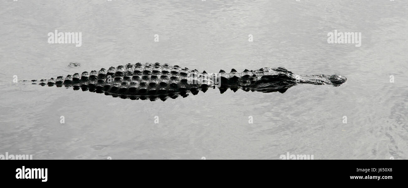 Saurien saurien alligatoren alligatoren l'eau floride everglades everglades Banque D'Images