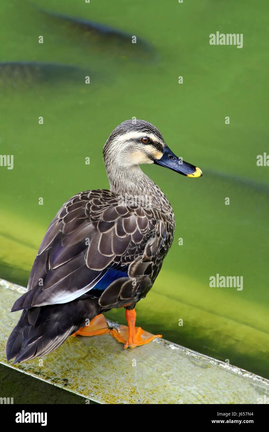 Oiseaux Oiseaux Oiseaux Poissons canard colvert japon cascades de l'eau carpe blue Banque D'Images