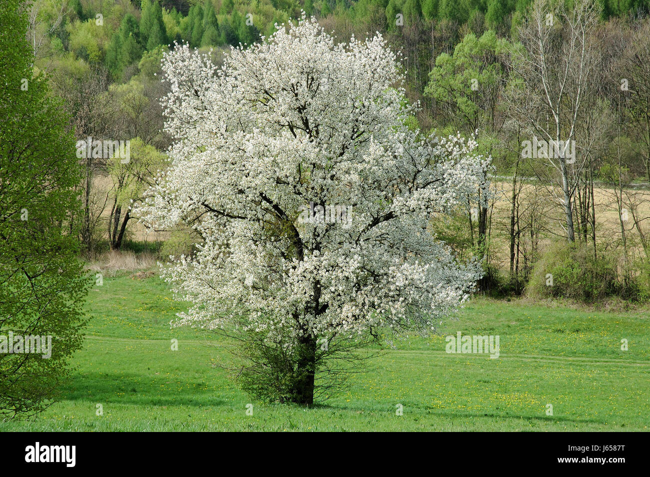 Fleurs arbre arbre arbres environnement environnement cerise fleur plante bloom Banque D'Images