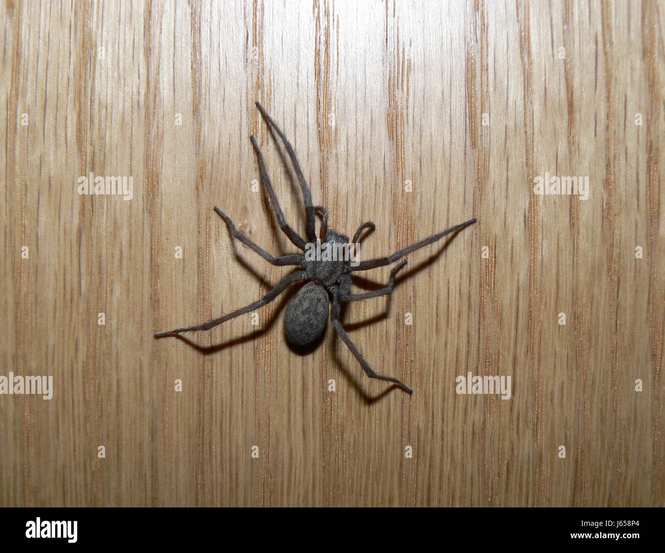 Pattes d'araignées animal galeux brown brunette aux cheveux brun spider peur frowningly Banque D'Images