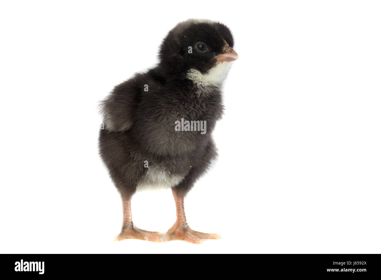 Jetblack basané noir deep black petite toute petite vie simple poulet court Banque D'Images
