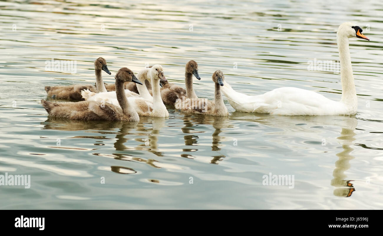 Swan d'oiseaux d'eau fraîche de l'eau des eaux intérieures de la famille famille belle fermer Banque D'Images