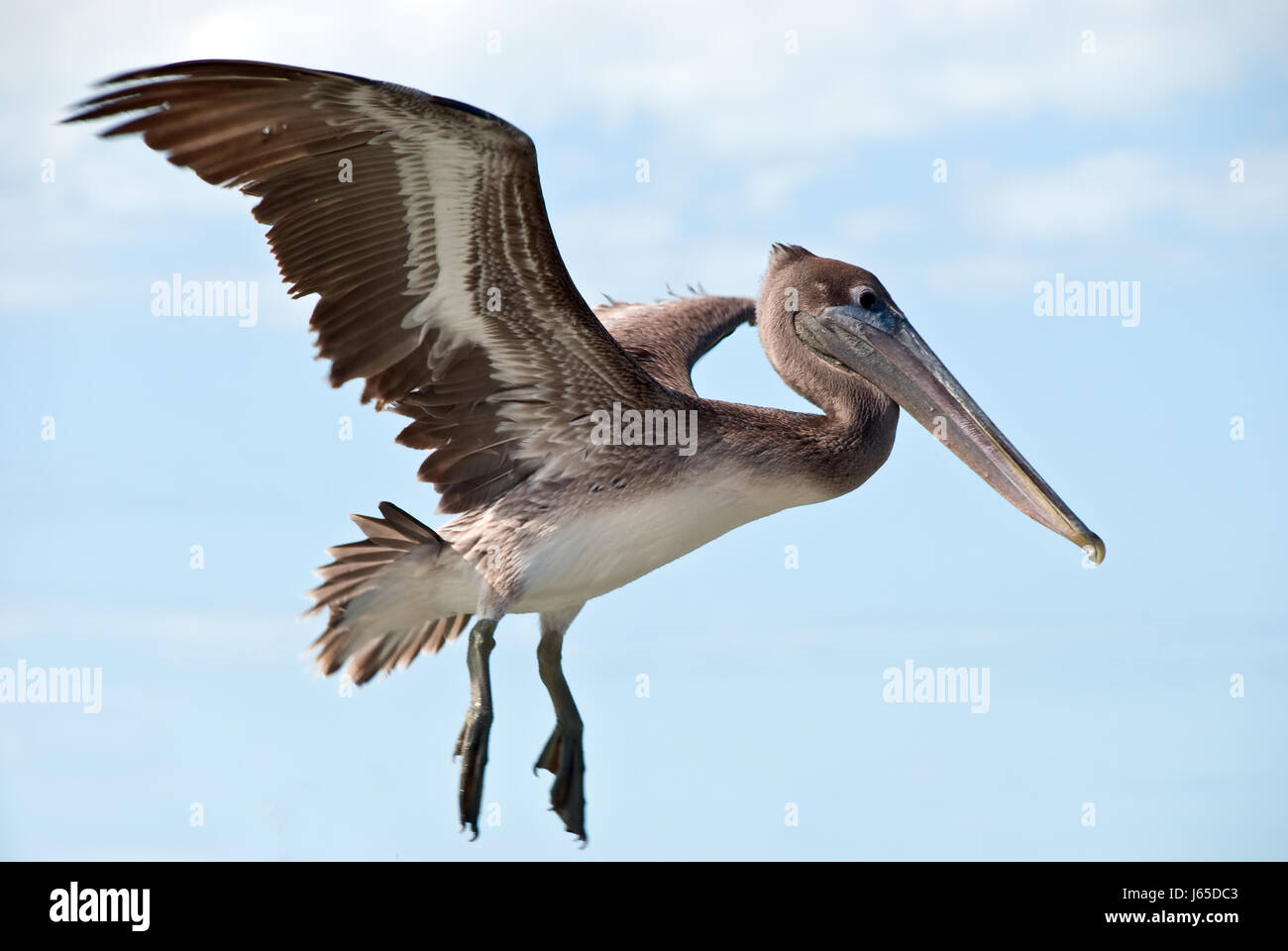 Brown pelican - en vol en Floride, USA Banque D'Images