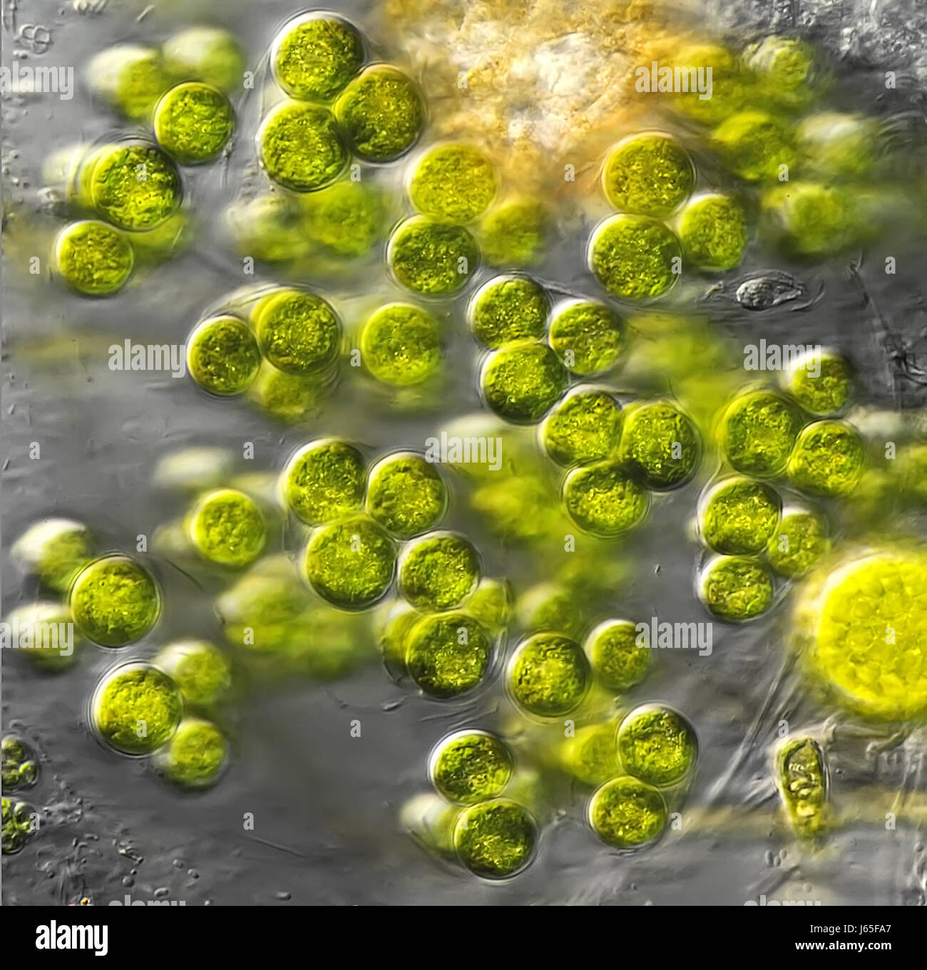 Les algues unicellulaires Banque D'Images