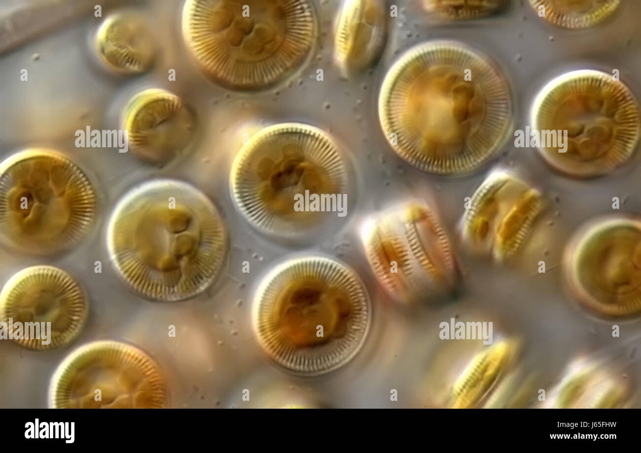 Les diatomées (1000 x) Banque D'Images