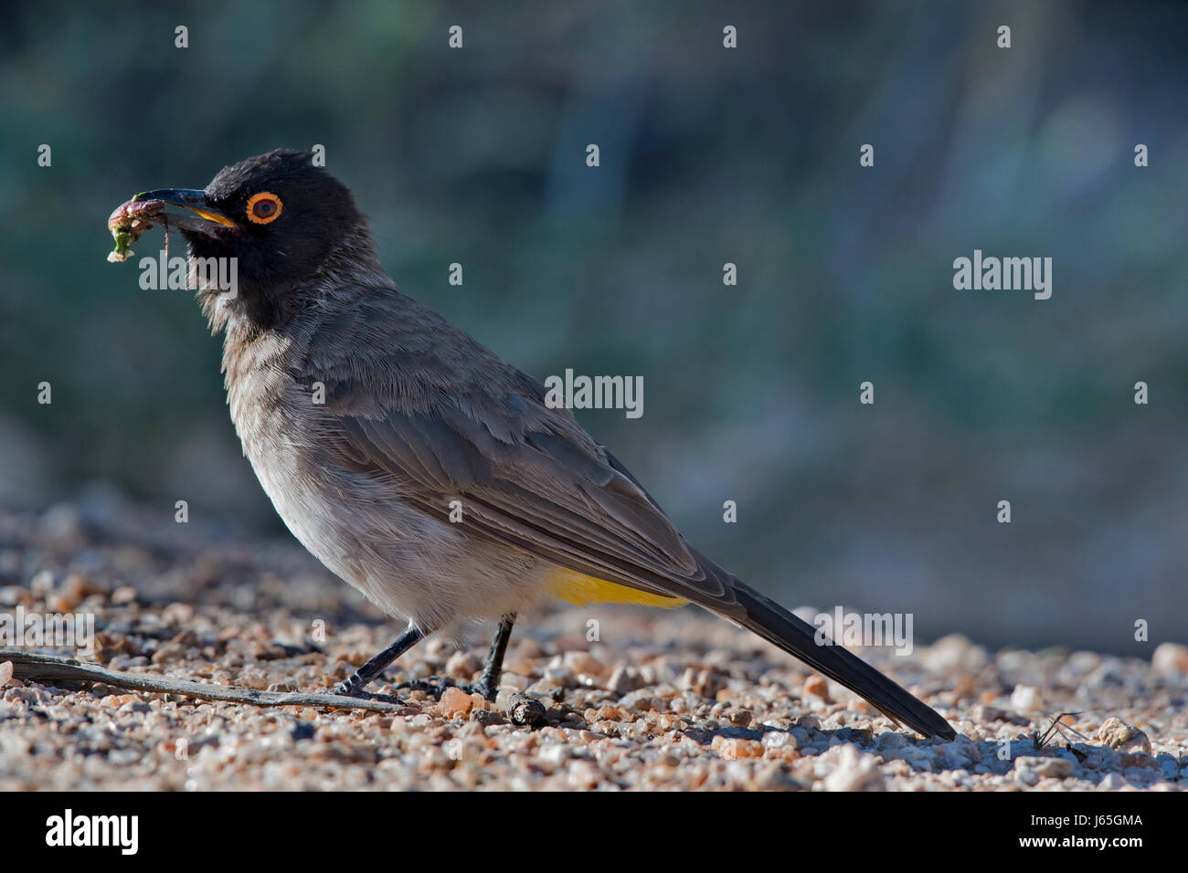 Bulbul occhirossi (Pycnonotus nigricans), African Red-eyed Bulbul Banque D'Images