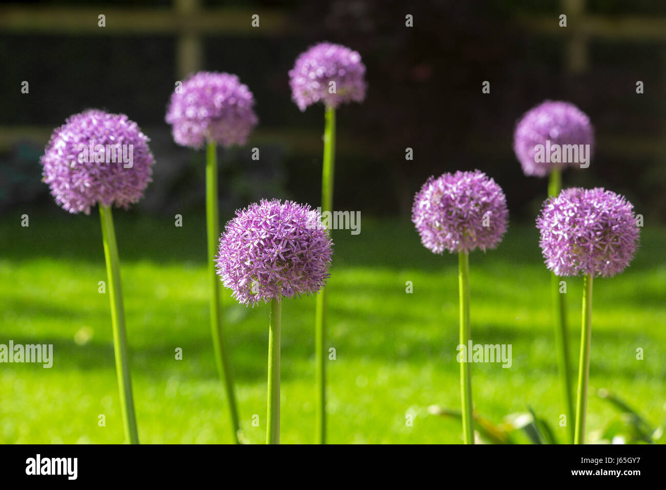 L'allium Globemaster Devon dans un jardin. Banque D'Images L'allium Globemaster Devon dans un jardin. Banque D'Images