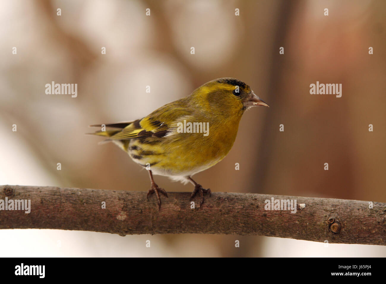 Animaux oiseaux animaux oiseaux chanter-bird siskin aliment alimentaire goglus nature éco Banque D'Images