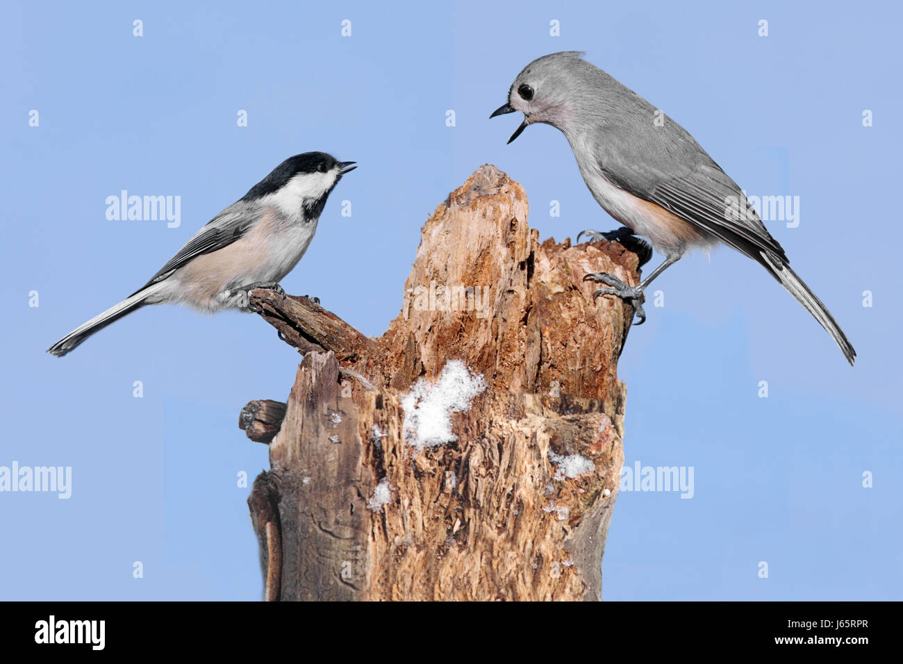 Les plumes des oiseaux sauvages oiseaux faune nature animaux oiseaux arbre noir sauvage faune Banque D'Images