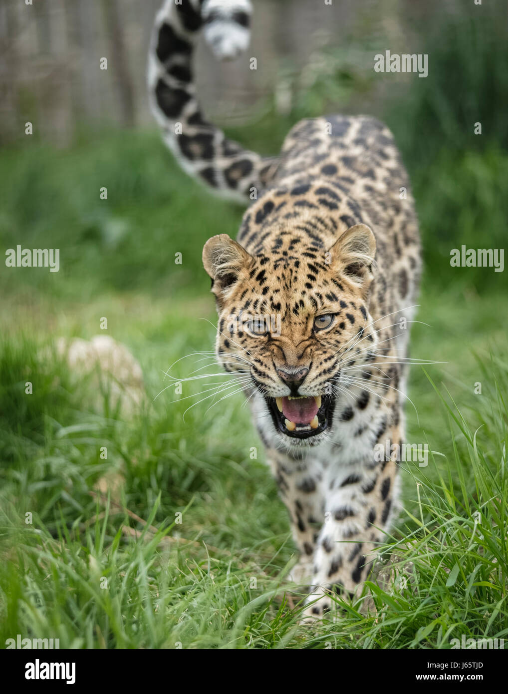Amur Leopard cat rugissants. Banque D'Images
