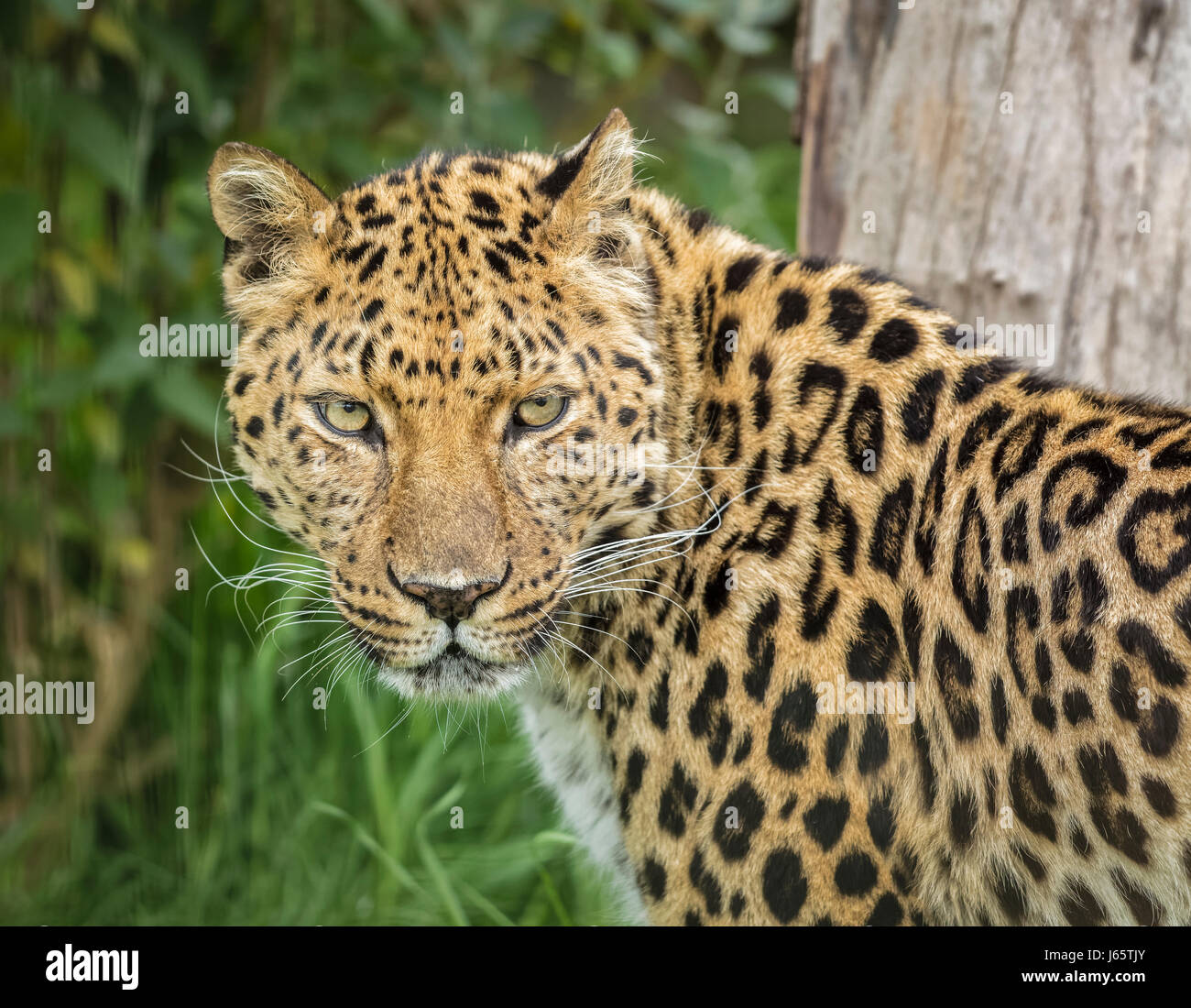 Amur Leopard cat woman Banque D'Images