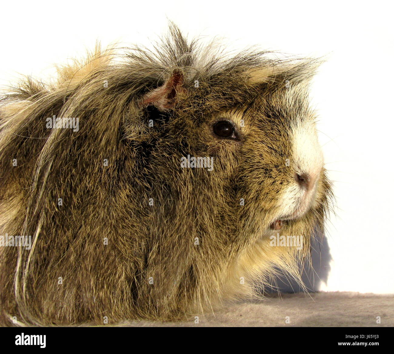 Rosette de rongeurs cobaye cobaye animal animal tête de longs poils de rongeurs rosette Banque D'Images