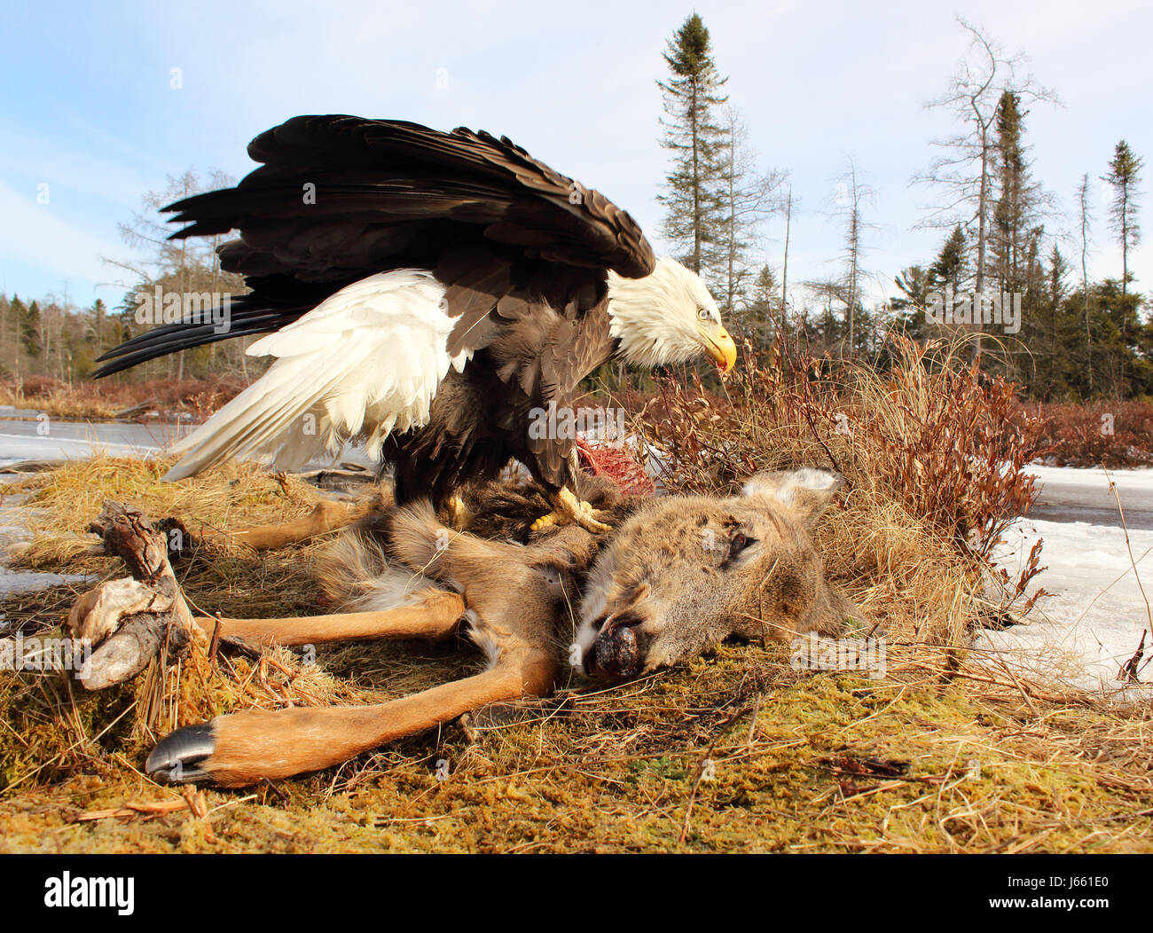 Un aigle à tête de balayage d'un chevreuil mort durant l'hiver dans le Wisconsin. Banque D'Images