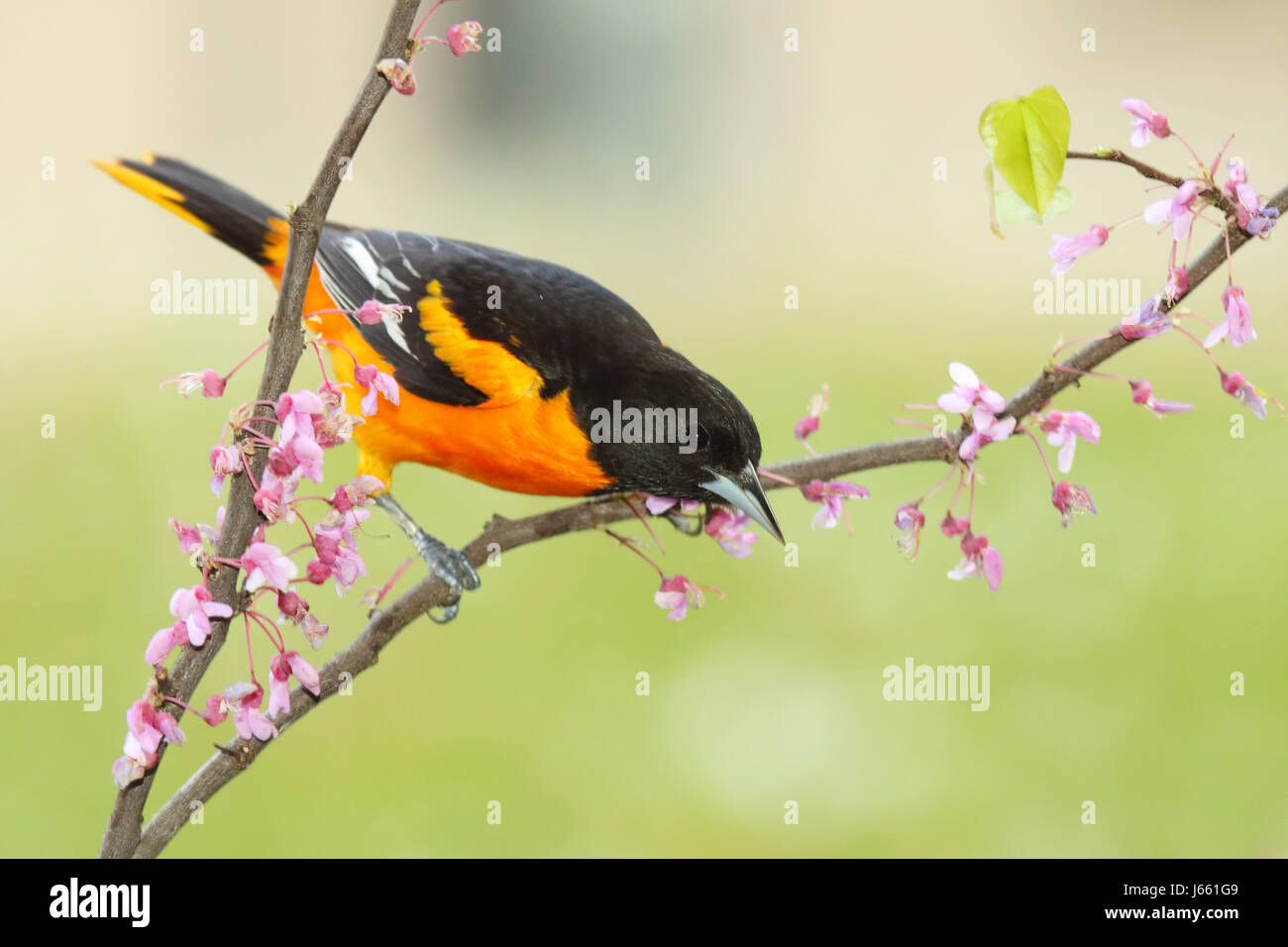 Un Oriole de Baltimore se penchant à partir d'une succursale - Lishui au printemps dans le Wisconsin. Banque D'Images