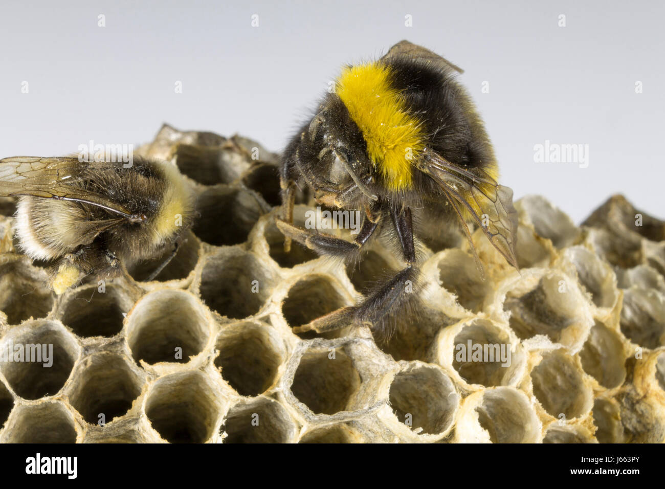Bumblebee et Hornet's Nest Banque D'Images