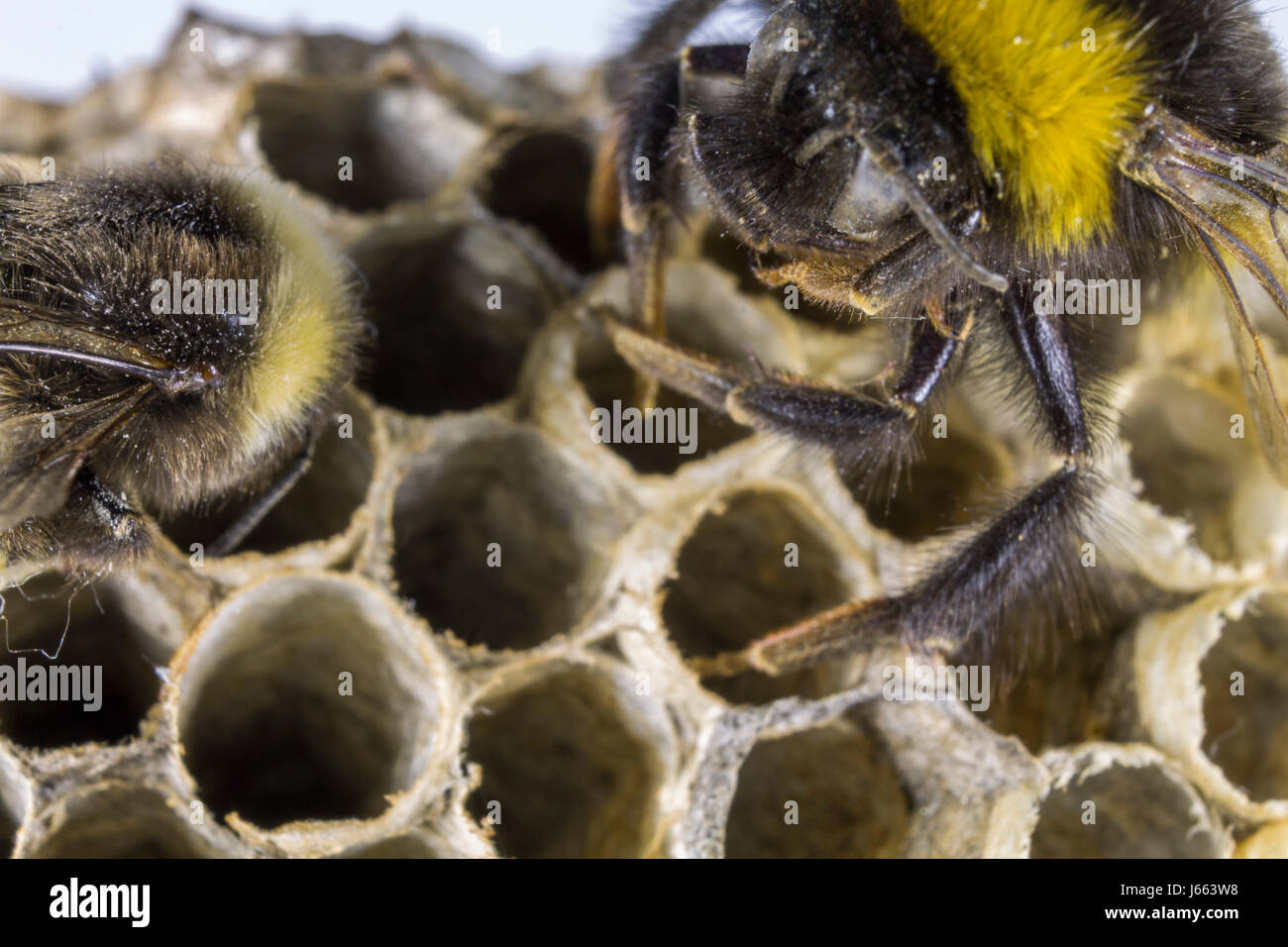 Bumblebee et Hornet's Nest Banque D'Images
