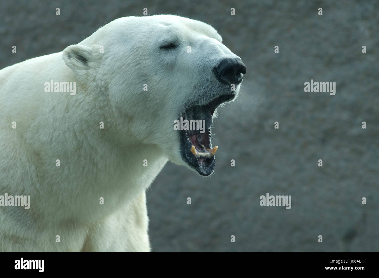 L'ours polaire l'ours prédateur bâillement bâillement rugissant rugissement moo mammifère animal dangereux Banque D'Images