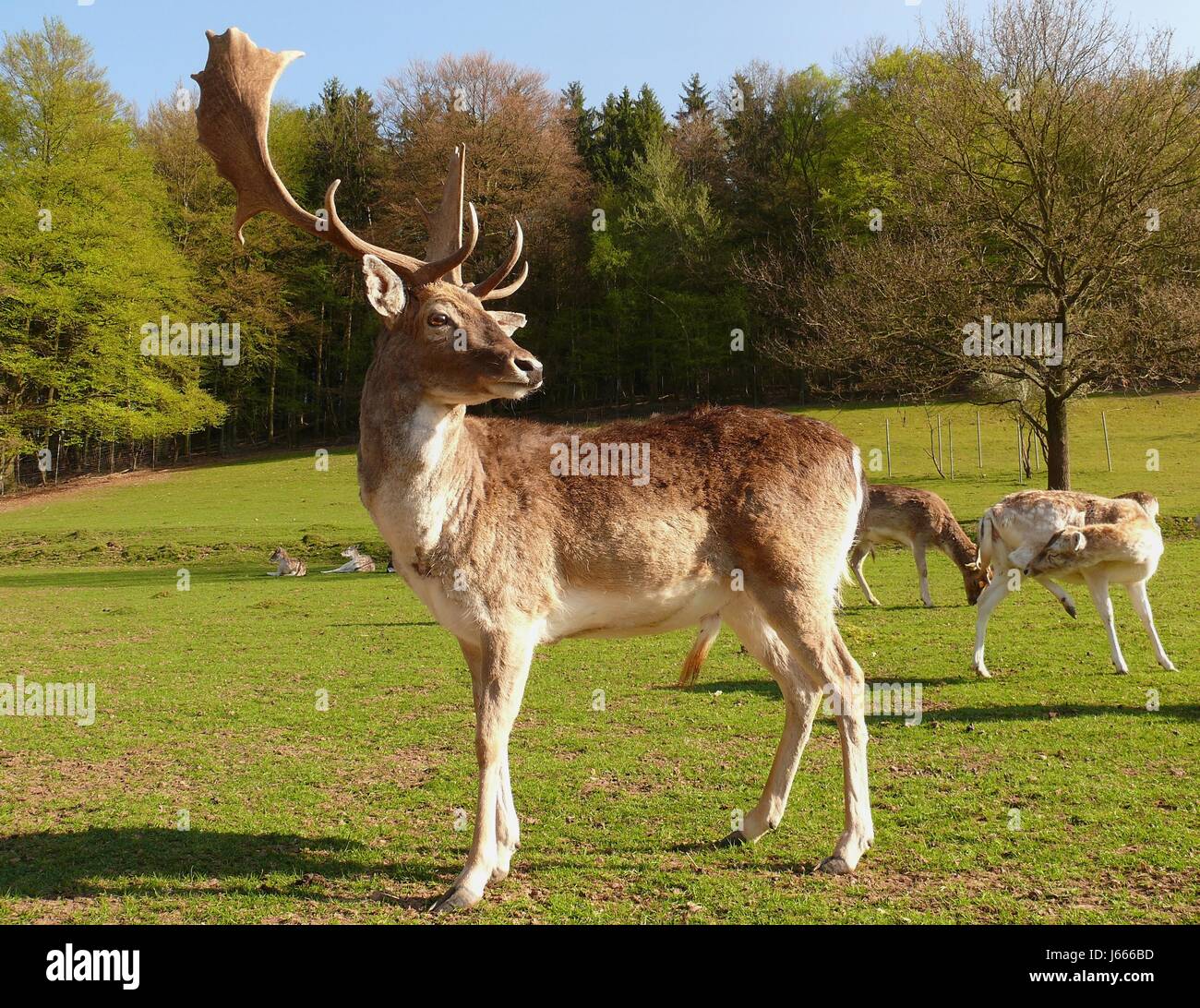 Cornes sauvages Mammifères bois d'un cerf cerf sauvage mammifère hart cornes bois d'un Banque D'Images