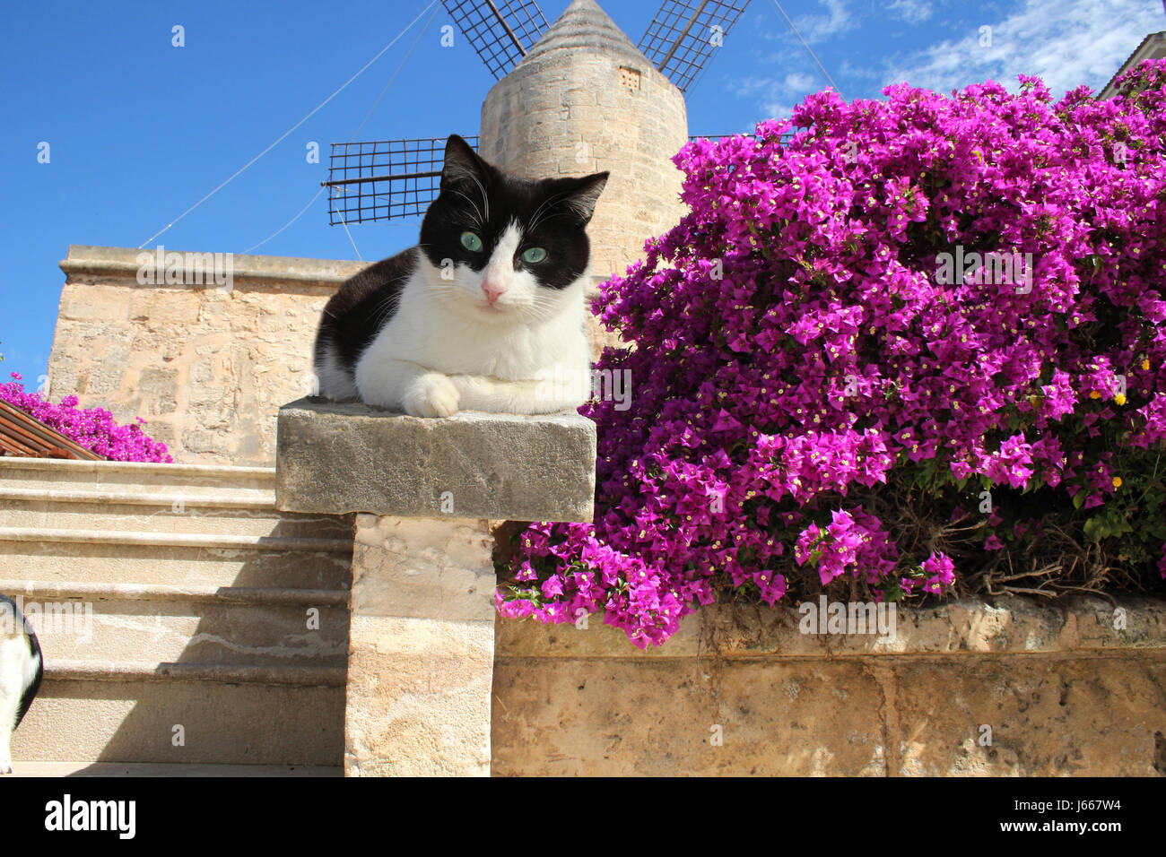 Chat domestique, Tuxedo, noir et blanc, posé sur un mur en font des bougainvilliers en fleurs à un ancien moulin à vent Banque D'Images