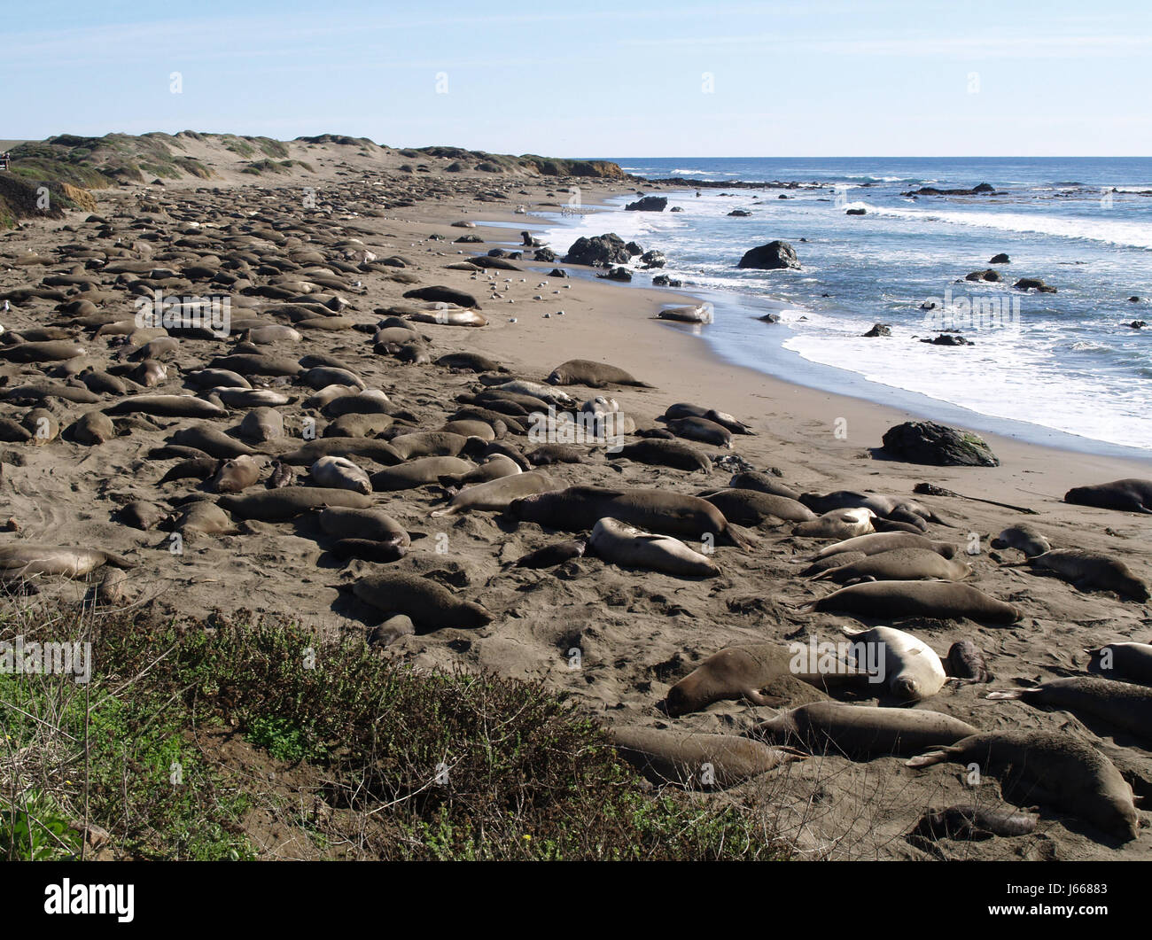 Usa Californie animaux oiseaux de mer plage la plage vagues oiseaux de mer Banque D'Images