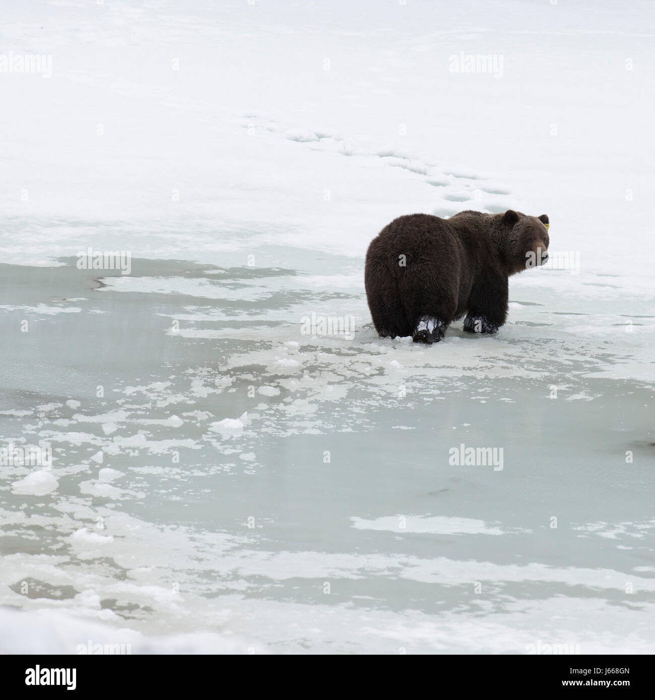 Grizzli (Ursus arctos horribilis) traversant un lac semi-gelé en Alberta, au Canada. L'ours vient de sortir de l'hibernation. Banque D'Images