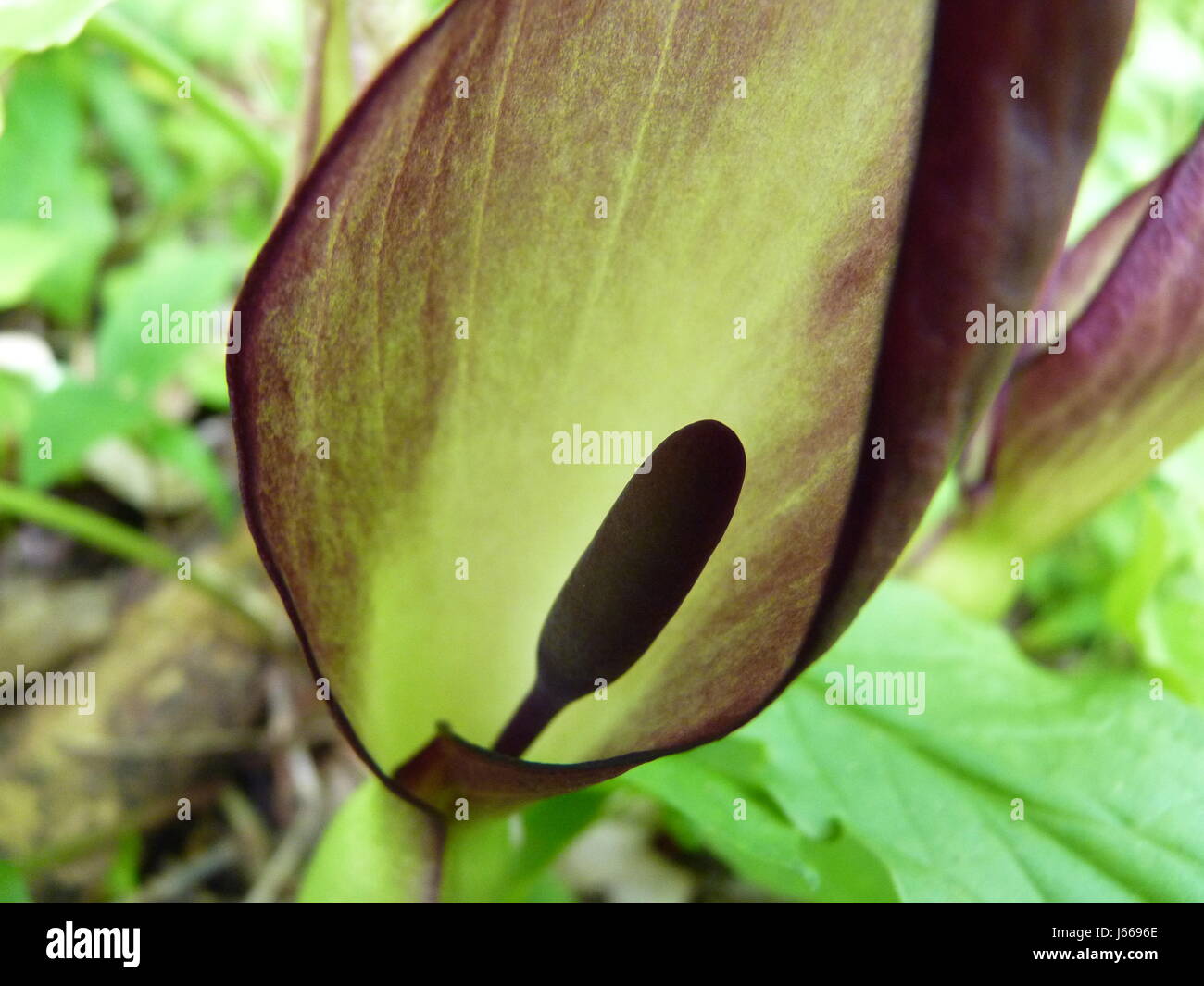 Arum maculatum Arum Sauvage, Lords et Ladies, Cucoo pinte. Gaine verte. Spadice pourpre. Groupe. Banque D'Images