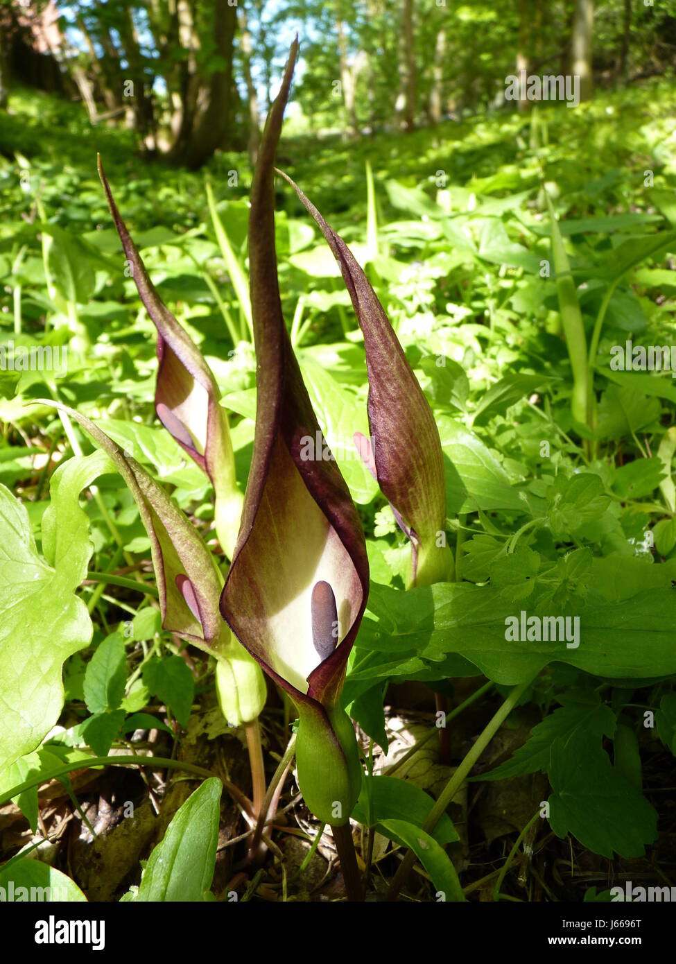 Arum maculatum Arum Sauvage, Lords et Ladies, Cucoo pinte. Gaine verte. Spadice pourpre. Groupe. Banque D'Images
