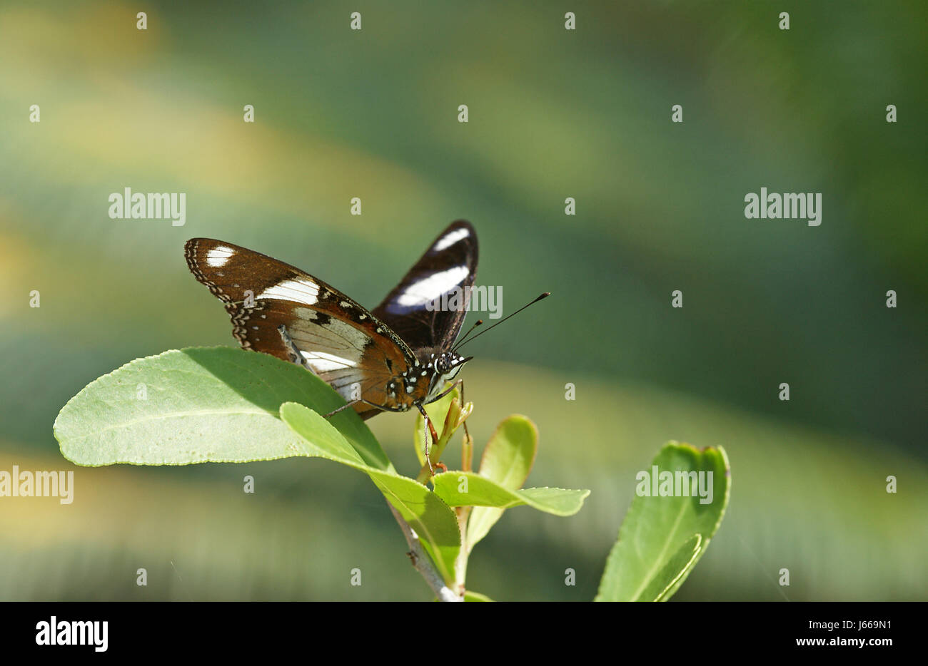 Espèce d'aile de papillon papillon aile antenne Afrique Afrique du Sud d'amphibien enthusiast Banque D'Images