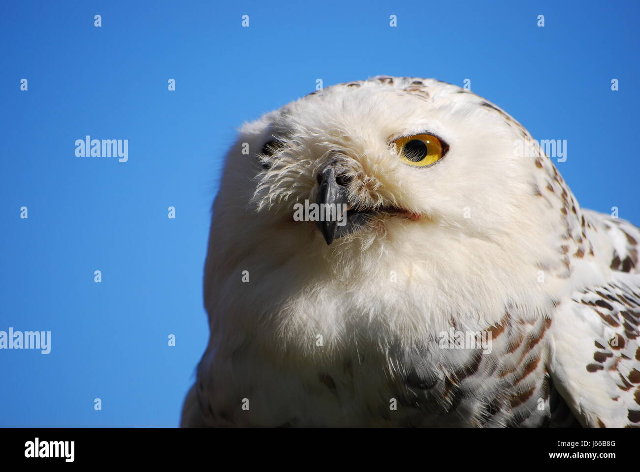 Owl chouette,chouette,,eagle-head,schneeeule,schneeeule,Bubo scandiacus,tagjger, Banque D'Images