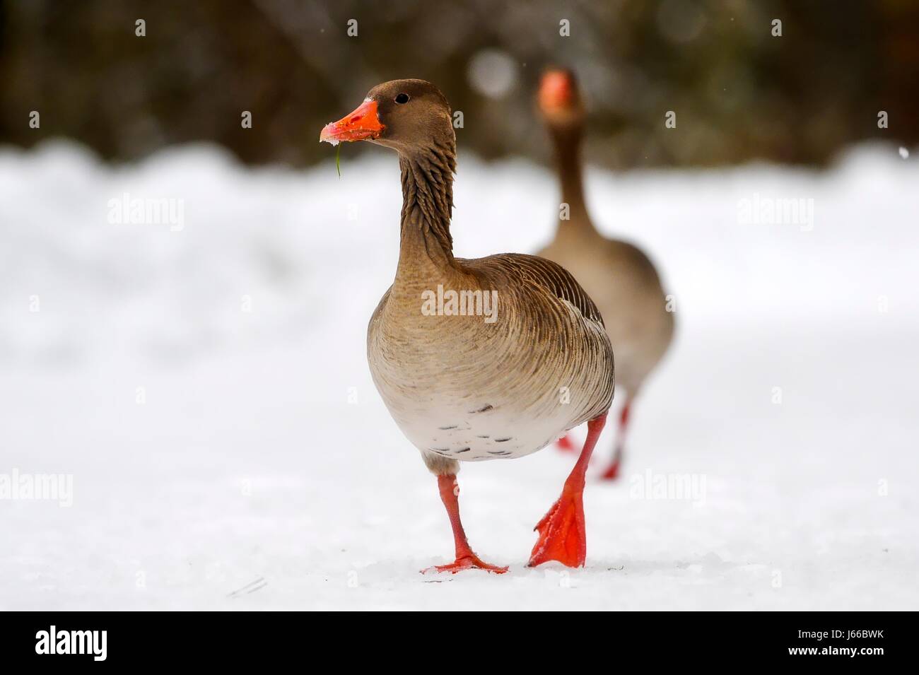 Brent Goose d'hiver marche d'aller marcher ensemble neige paire couple aliment alimentaire Banque D'Images