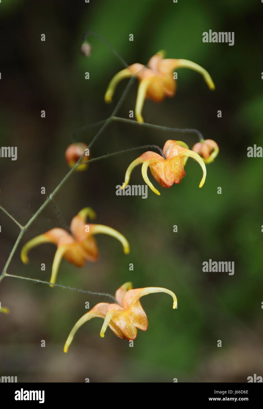 Epimedium 'Amber Queen', parfois aussi Barronwort 'Amber Queen' en pleine floraison dans l'ombre d'un pommelé English woodland garden au printemps Banque D'Images