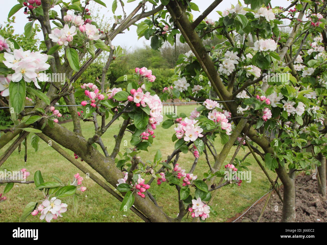 Fleurs sur le pommier (Malus) formés dans le 'Belgian' clôture l'espalier formant des motifs de diamants, dans le verger d'un jardin anglais Banque D'Images