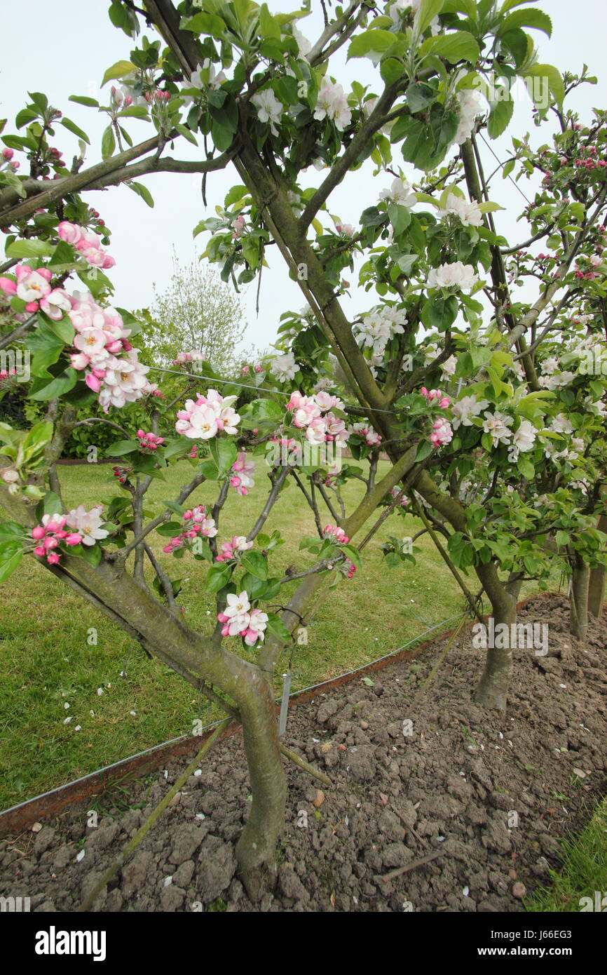 Fleurs sur le pommier (Malus) formés dans le 'Belgian' clôture l'espalier formant des motifs de diamants, dans le verger d'un jardin anglais Banque D'Images