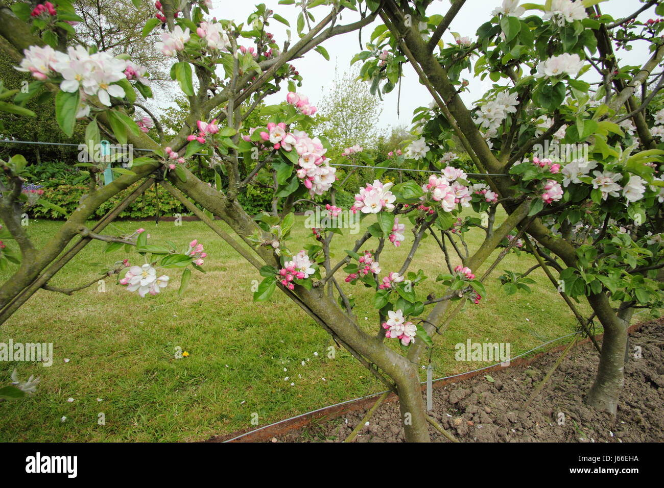 Fleurs sur le pommier (Malus) formés dans le 'Belgian' clôture l'espalier formant des motifs de diamants, dans le verger d'un jardin anglais Banque D'Images