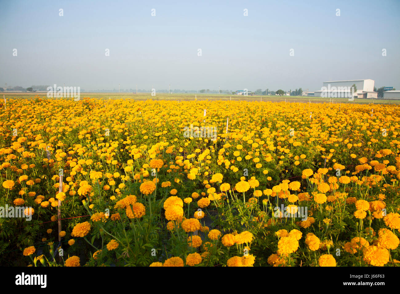 Marigold domaine le matin à la Thaïlande. Banque D'Images