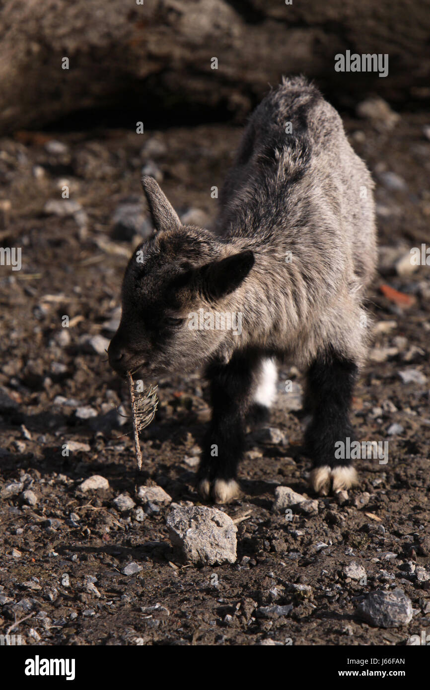 Kid goat chèvre jeune animal de l'élevage des animaux de ferme kid jeune jeune Banque D'Images