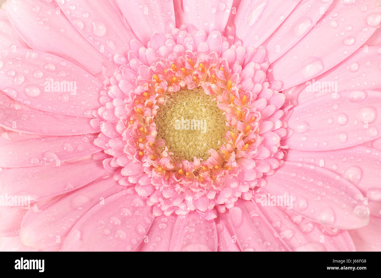 Détail fleur plante gerbera daisy rose de l'eau goutte-à-goutte gouttes suintant de la nature Banque D'Images