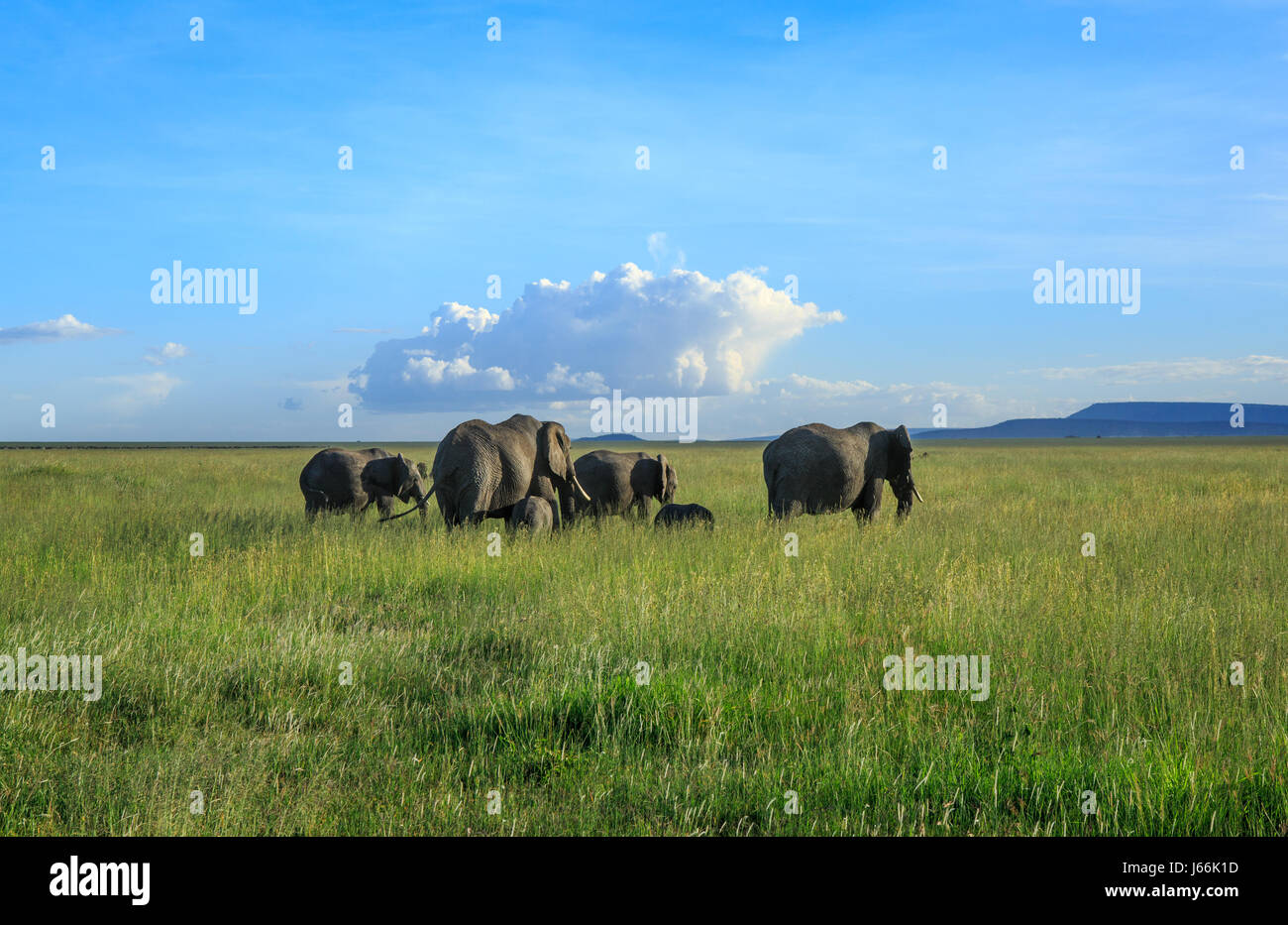 Un éléphant d'Afrique matriarche entraîne ses troupeaux dans la savane à la recherche de nourriture ou d'eau dans un classique 'Out of Africa' paysage. Banque D'Images