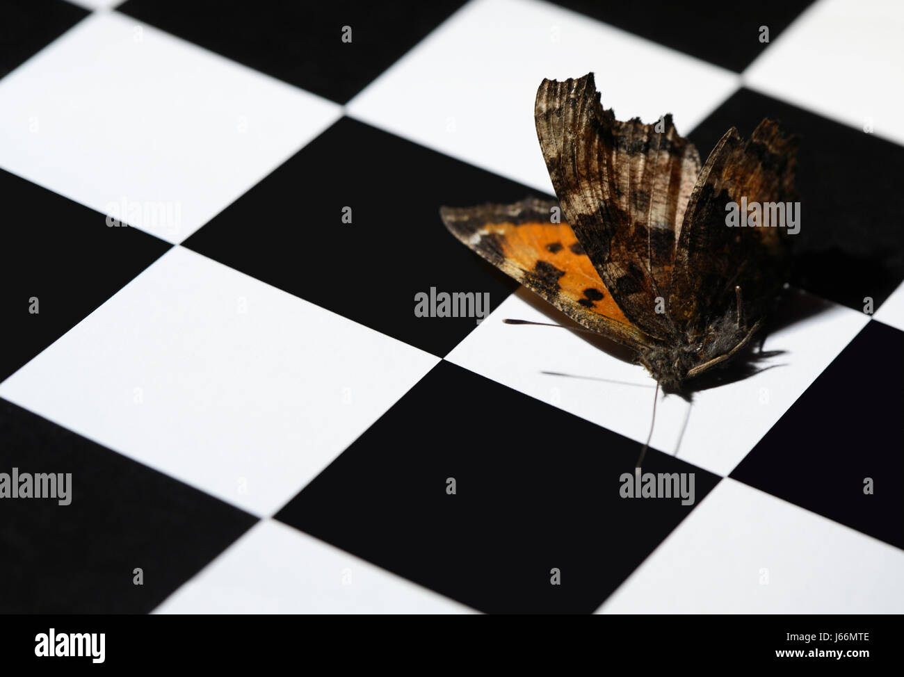 Papillon mort sur la surface en damier noir et blanc Banque D'Images